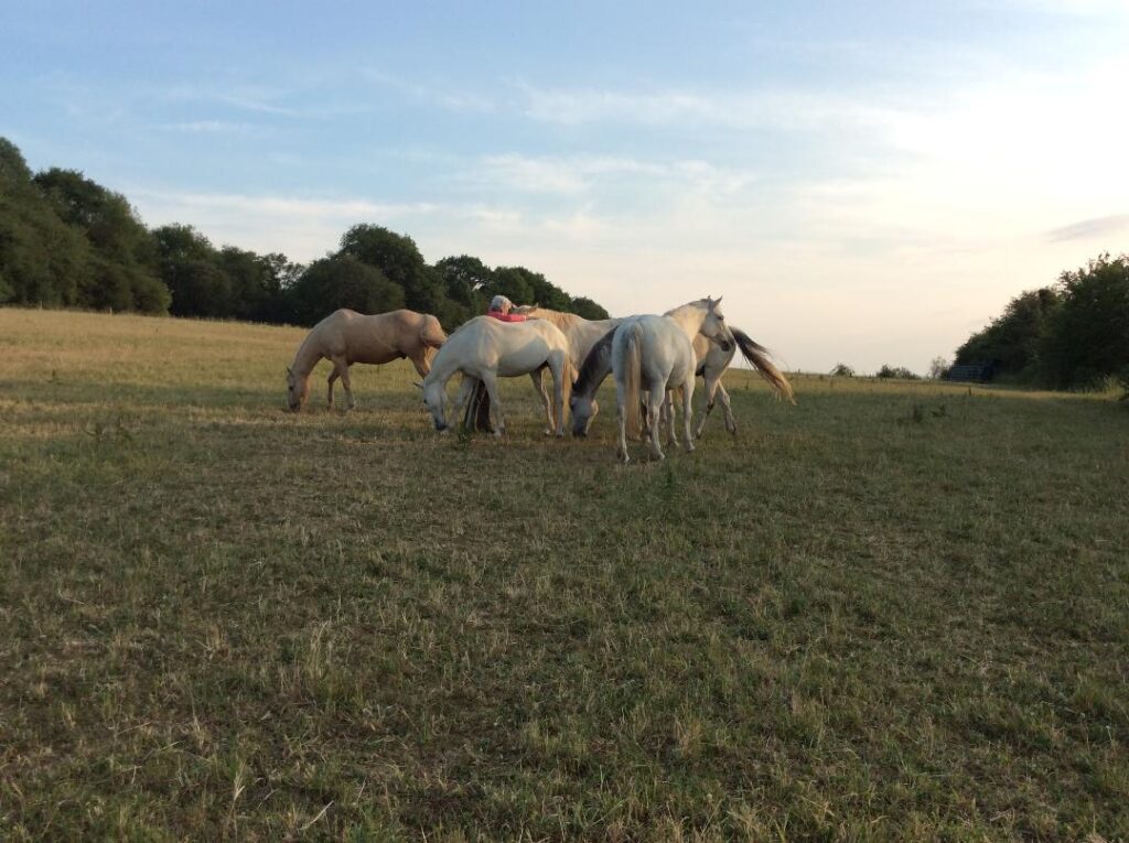 horses for banner all 5